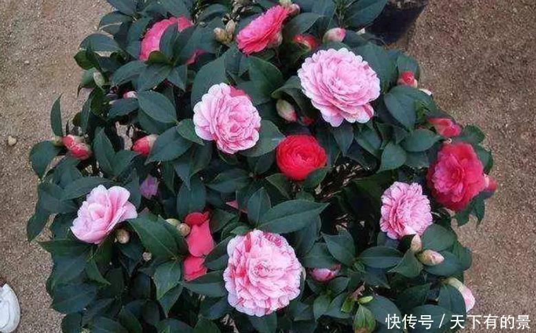 茶花剩下“光杆”还“有救”,只需给它做4步,快速长出新叶子!