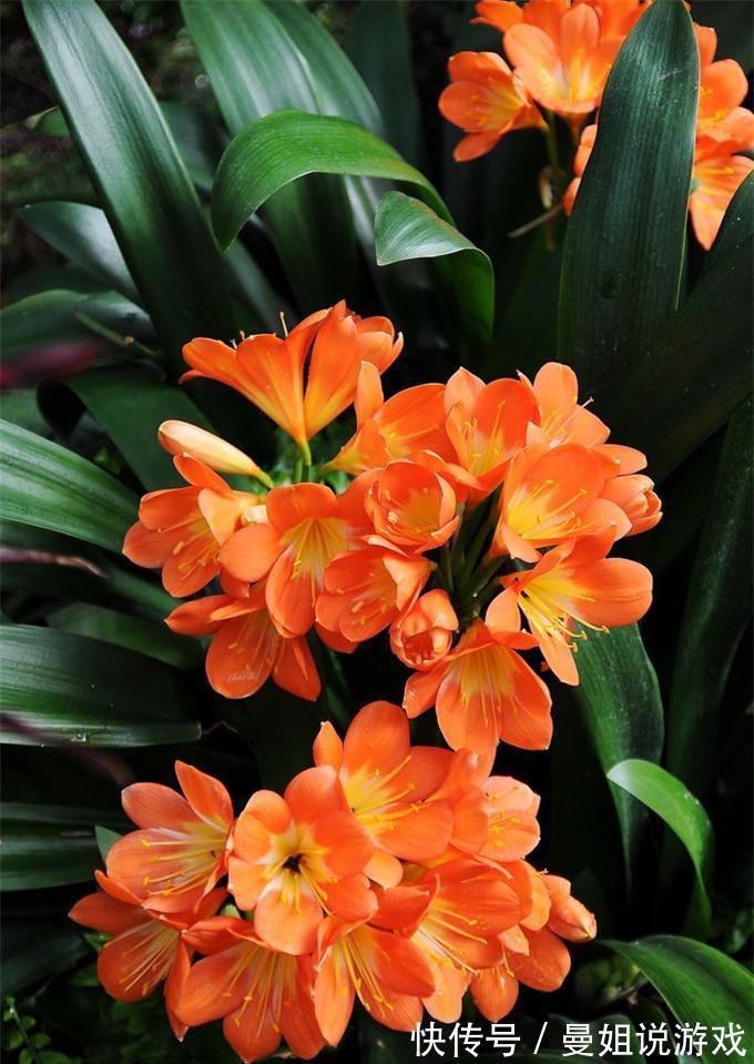 6大“富贵花”,能养几十年,花大雍容又华丽,能养成“传家宝”