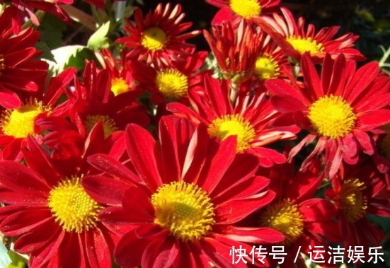 喜欢菊花,不如养盆“稀世名菊”红菊,似落日晚霞,霞光万丈