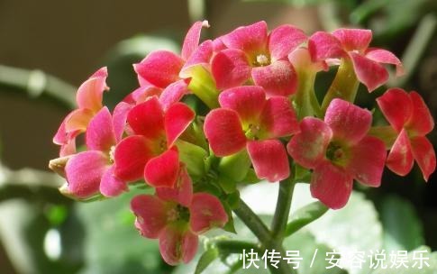 养殖|长寿花放在暗屋，有利于开花吗