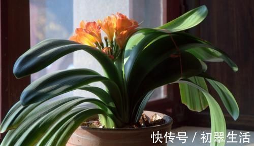 养君子兰,给它喝一勺神仙水,几勺下去,比花肥都管用!