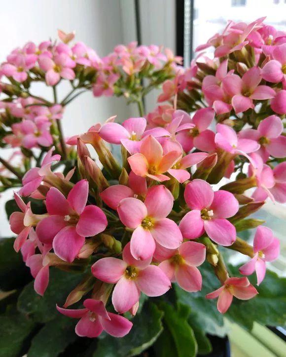 四种皮实花，观赏价值高，还寓意吉祥，能净化空气，值得拥有