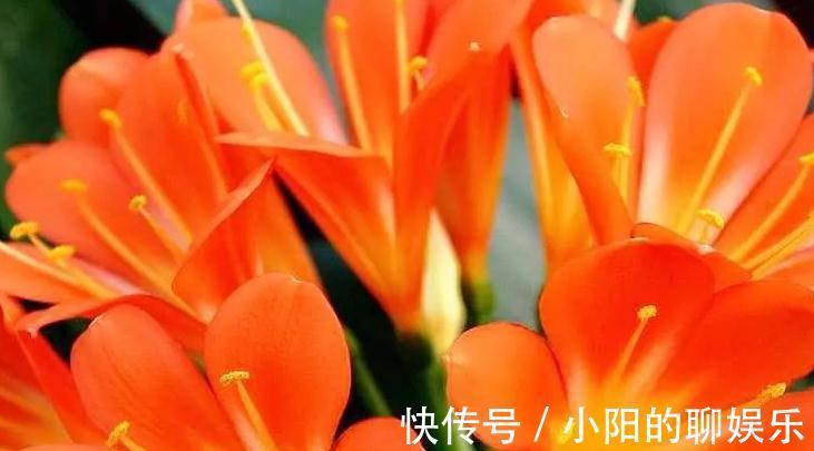 斑纹者|君子兰如何换盆,浇水,施肥