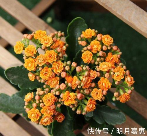 洋葱|最厉害的营养液:给长寿花喝一勺,花开鲜艳,花期长达180天!