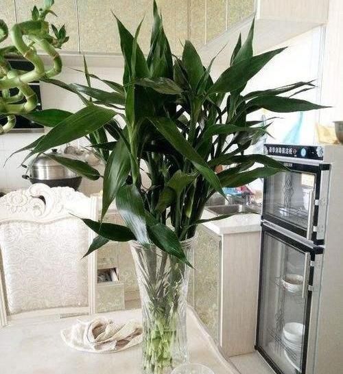 黄叶|几种耐阴花,最怕晒太阳,一晒就黄叶,看看你养了几种