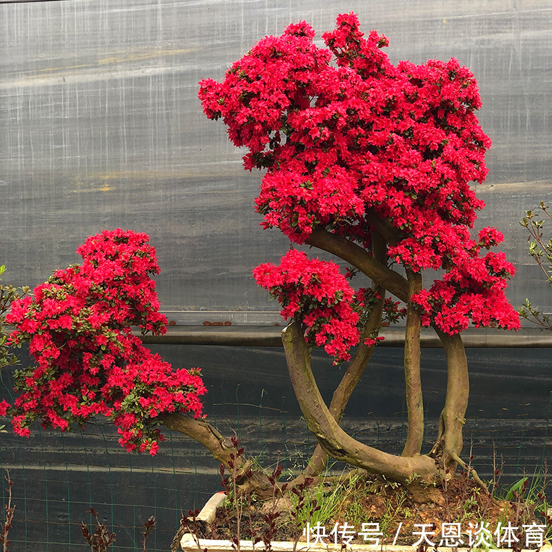 工薪族|8种“昂贵花”,工薪族“舍不得”买,但是太好看,有钱要买个遍