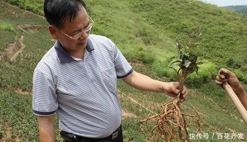 十男九虚|中医建议：4种中药泡水喝，50岁年龄30岁的身体，早知早受益！