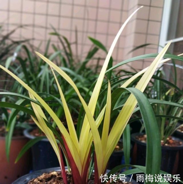 老前辈养兰花,土里加1料,兰根壮,夏不腐,兰叶呼呼长,绿油油
