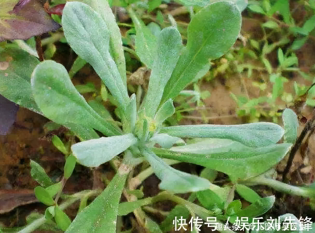 果蔬菜|人到中年想年轻,常吃3种食物,美容护肤,清脂瘦身,吃了更精神