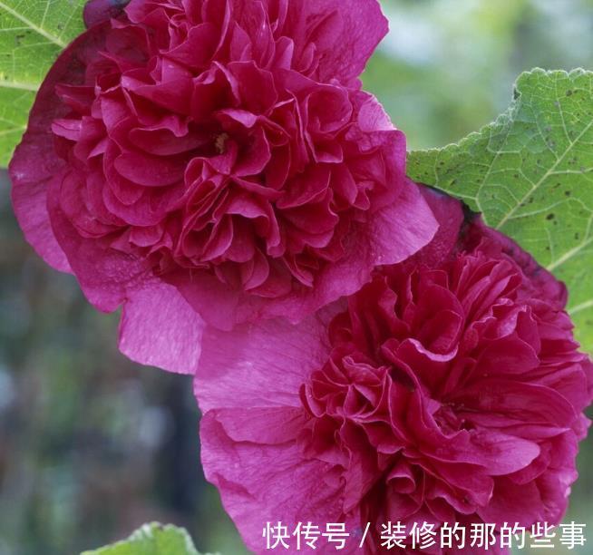 良心好花|5种被世俗耽误的良心好花，完美诠释了“我很普通，但很美”