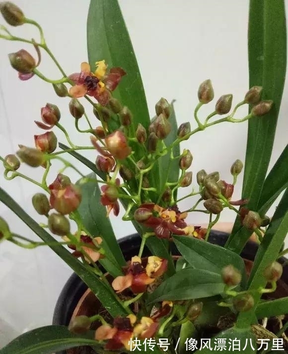 花姿|6种兰花爱开花,一开就变成“花瀑布”,太美了!