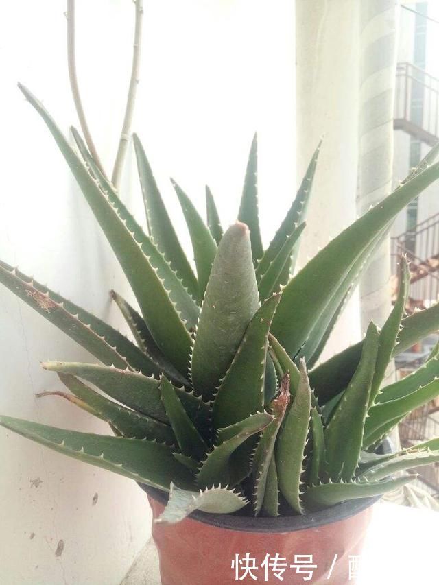 3种旺家花卉,养人养身心,家里有老人更要养