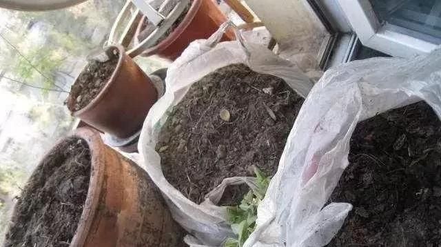 肥料|花盆里种的花不需要买泥土,用这种东西混合种的花草都很旺盛