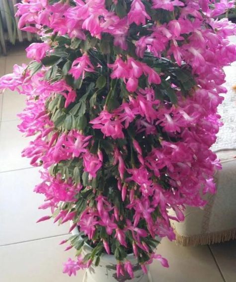 长寿花、蟹爪兰都喜欢这“1种料”,盆里撒1点,叶油绿、花更旺