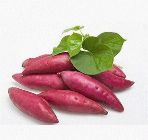 国外|他冒死从国外偷回一根藤,却拯救了几亿中国人,至今仍受国人爱戴