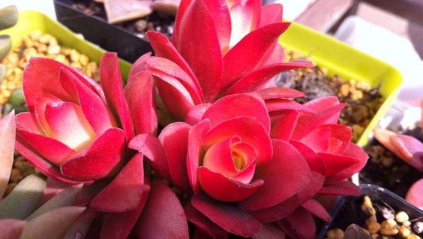 怎么将多肉火祭养得“红红火火”？注重这些技巧，不难