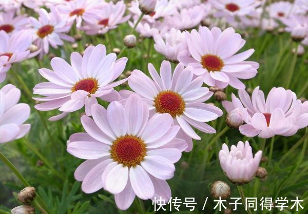 玛格丽特|养花试试这几款,八月不能随便修剪,轻则不开花,重则被剪死