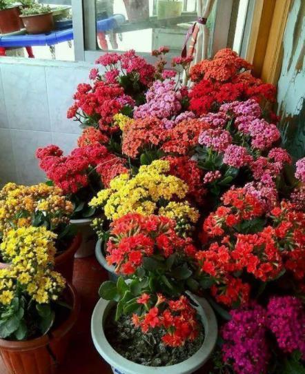 十月养长寿花,掌握4个要点,茎秆粗壮长势好,开花一茬接一茬