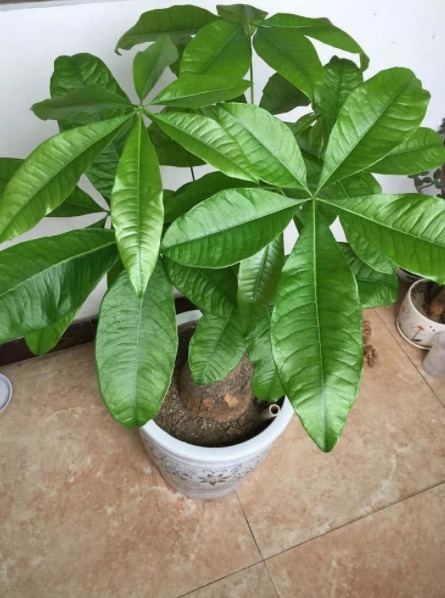 三种”招财花“不要买仍在盆中就成活,一星期就可生根!