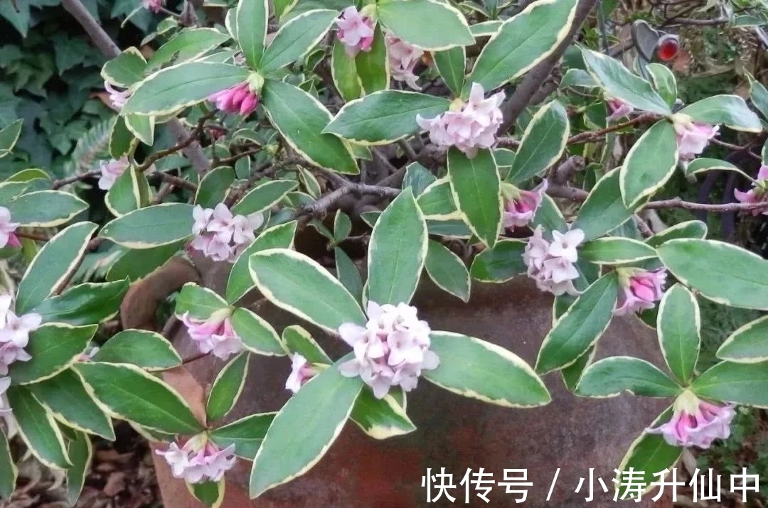 牢记3点要求，冬天室内盆栽瑞香，开花饱满漂亮，香味浓郁