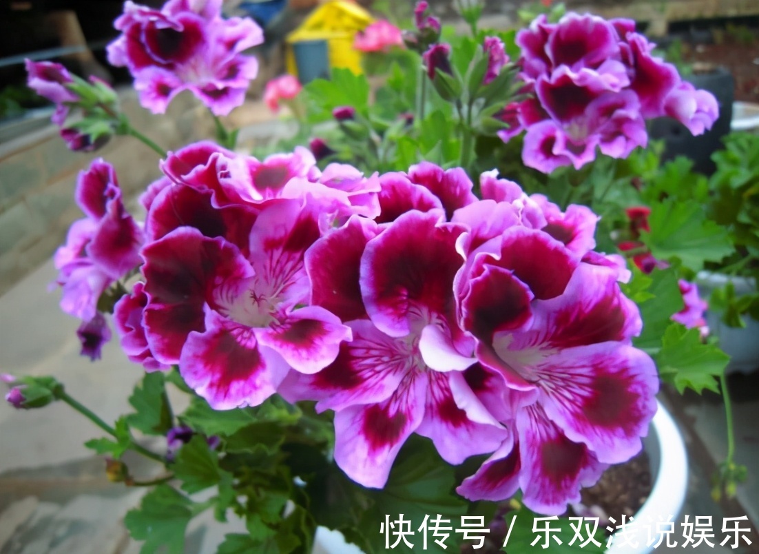 想换盆怕把花“换死”?教你一个“安全”的方法,换完快速生长