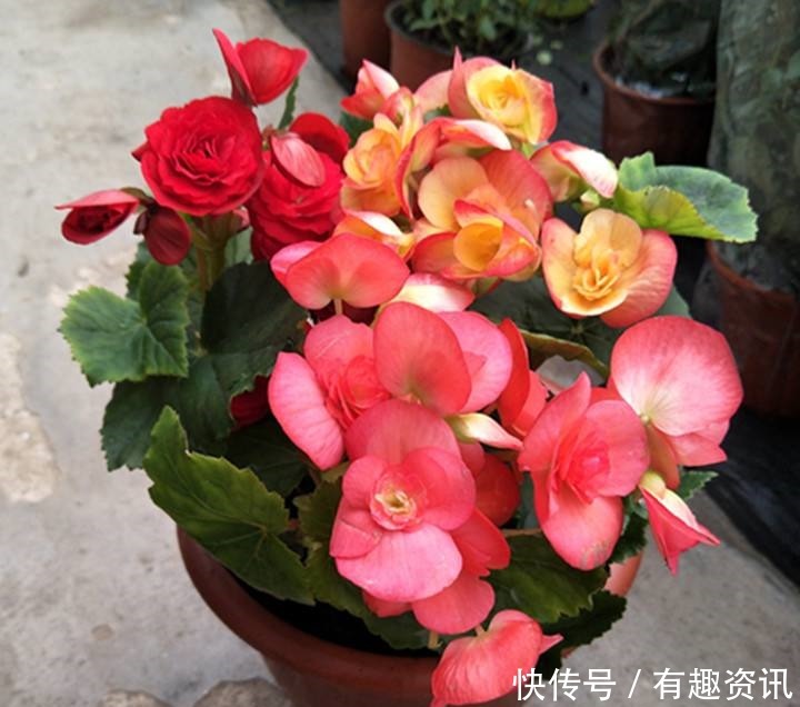 此1种花,花期超长,能开9个月,养一盆天天有花看!