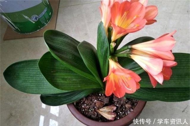 君子兰|君子兰不开花,原来是“这”惹的祸!赶紧纠正,很快就有花可赏!