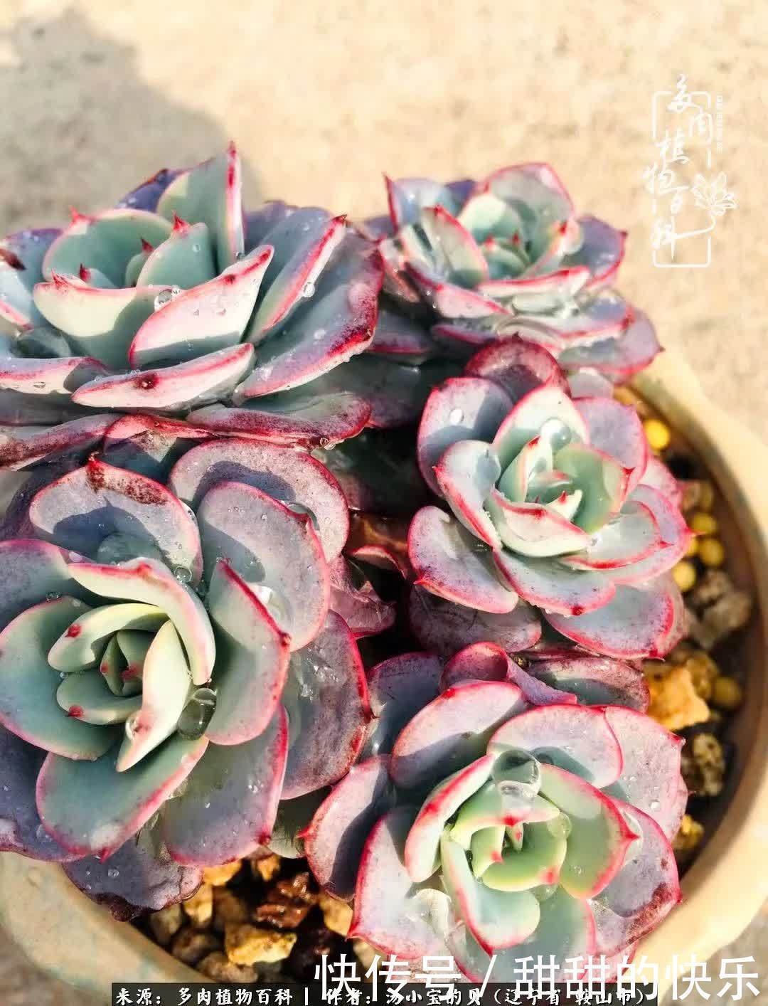 蚧壳虫|远嫁他乡,多肉是我孤寂时最美的陪伴!