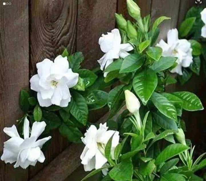 生根|养花不开花，剪一刀，抹个芽，窜出满满一盆栀子花，太香了