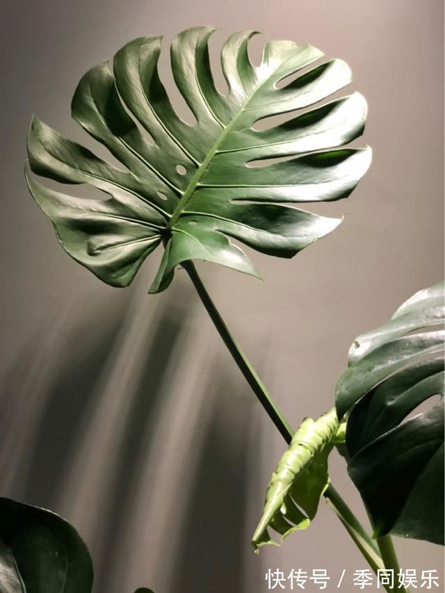 文竹掐个枝,找个瓶子插水里,三天就冒小笋芽