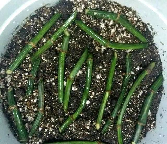 要死的绿萝,别扔了剪光光套上塑料袋,又是满血复活