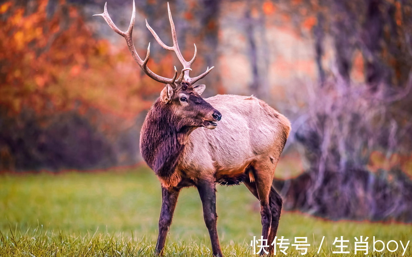 生肖|可以接受失败，但绝不认输，好胜心“贼强”的生肖