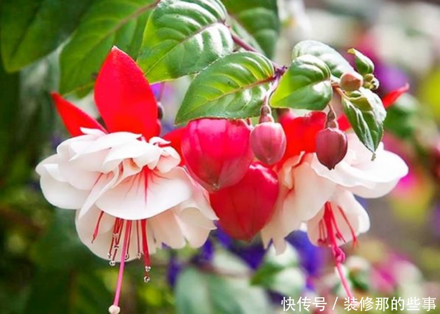 4种花高贵优雅，看了就让人沉醉，花开就爆盆，漂亮又好养！