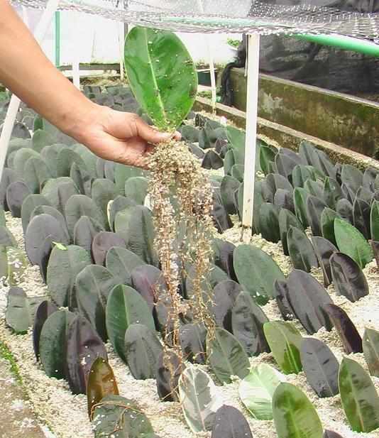 叶片|这6种花只用一片叶子就能繁殖出一大盆，根本不用花钱买！