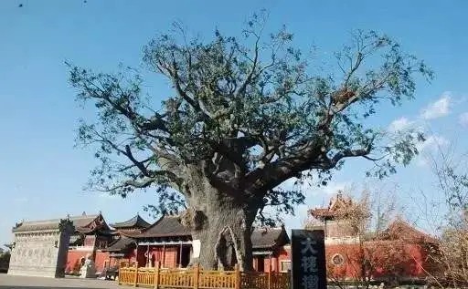 精神|从洪洞走向世界,大槐树移民蕴含着何等的精神信仰?