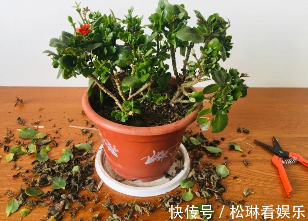 休眠|家里有这7种花，少浇水、不能晒，天热要休眠！