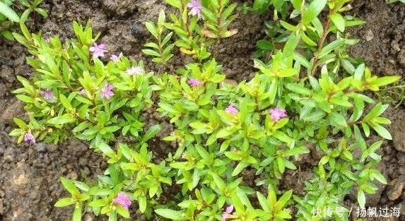  老年|农村这种植物一身是宝，对风湿有疗效，人称“白马骨”，你见过没