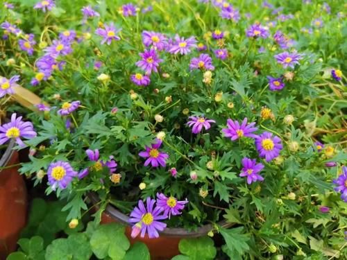 阳台小型草花选这5种，只要光照充足，就能变成“开花机器”