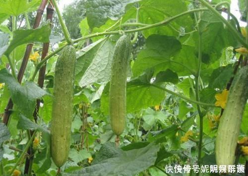 女性|适合女性吃的3种食物,营养丰富、延缓衰老,身体棒棒哒!