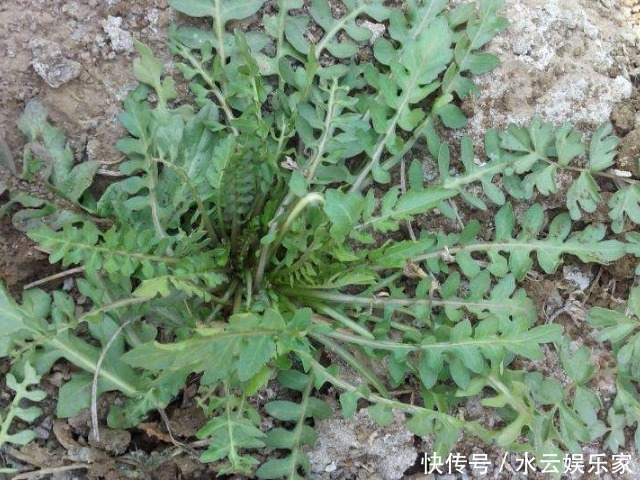 常吃6種菜比喝牛奶還補(bǔ)鈣，一斤才幾塊錢(qián)，中老年人不要錯(cuò)過(guò)哦