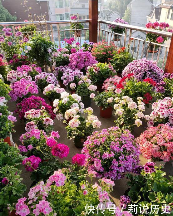 立春之后,养花要“叫醒”根系,缓过劲来,开花才会爆