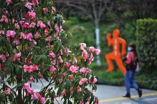 世外桃源|湖南省植物园樱花、梅花竞相绽放 新春赏花正当时