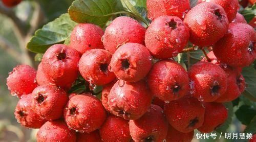 补血|女人养生常吃3种食物,调经补血,养护卵巢,排除子宫毒素