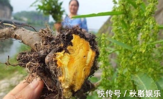 馈赠品|农村一种“萝卜根”切开是黄金色,功效极高,俗称“金不换”