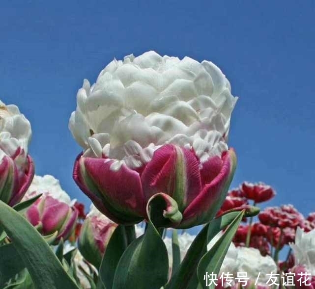 世界上“最珍贵”的花,看起来像冰淇淋一样,但价值却很高