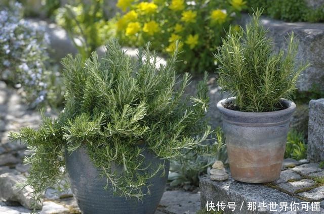 若不差这点钱,家里应养上5种花,清香静心,提升新年幸福感