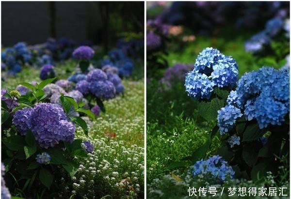 还在为绣球花开花少而苦恼?来看看吧