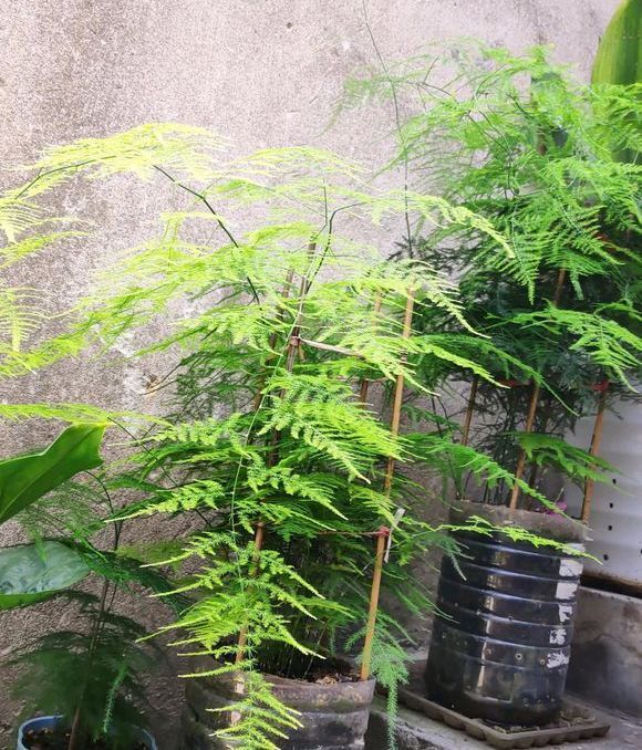 掉叶发黄快枯死的文竹怎么急救给它喝点酸奶,一个月爆盆绿油油