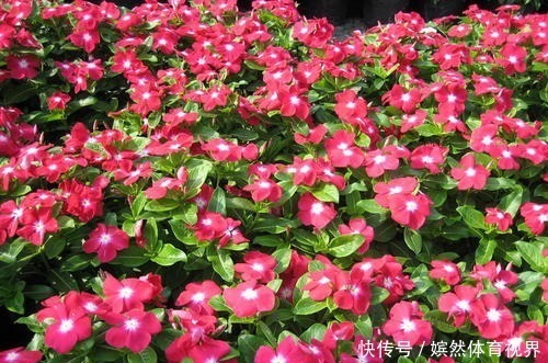 花期最长的4种花,一年不停歇开花,快看看你养过没?