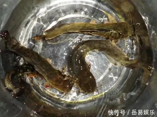 山涧溪流的这种鱼,肉质比河里的鱼鲜嫩,用来煮汤非常美味!